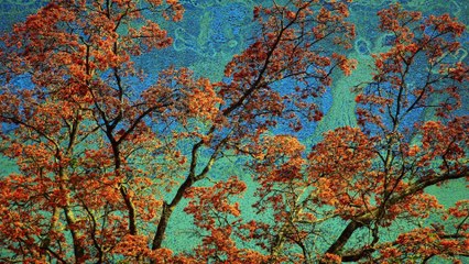 PATRIA: UN HOMENAJE A LA REPÚBLICA DOMINICANA