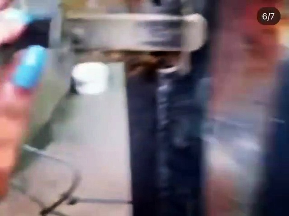 Maus-tratos: cachorra e filhotes são resgatados em Arapongas; veja