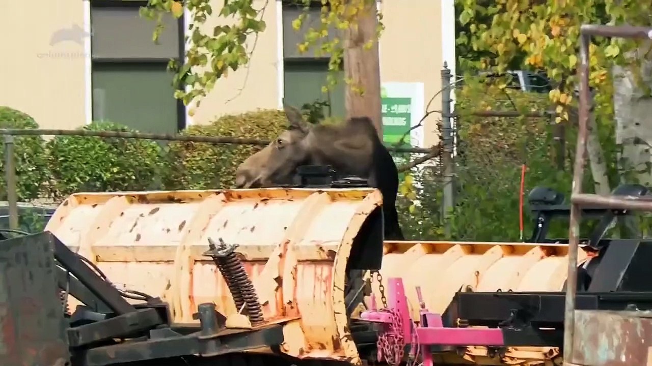 North Woods Law - Se15 - Ep05 - Moose in the City HD Watch