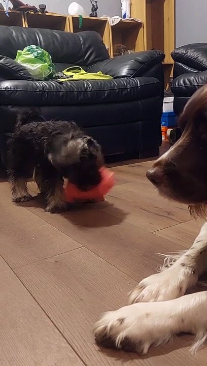 Minature Schnauzer Gaurd Dog