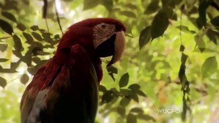 Secrets of the Dead - Se13 - Ep03 HD Watch