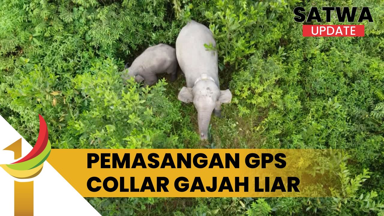 BBKSDA Riau bersama PT. Pertamina Hulu Rokan (PHR) memasang alat GPS Collar Pada Seekor Gajah Liar