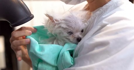 cute customer an adorable baby dog