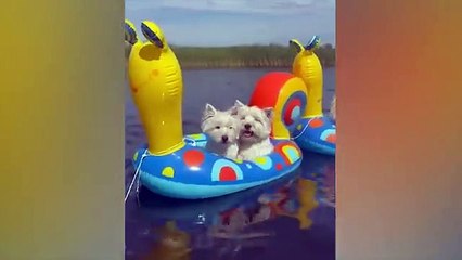 The funniest animals / Fun with cats and dogs 2023