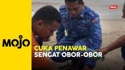 Petua cuka kurangkan sakit disengat obor-obor