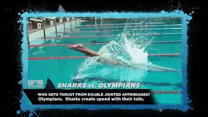 Shark After Dark - Se5 - Ep01 - Off to the Races HD Watch