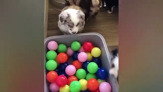 The funniest animals / Fun with cats and dogs 2023