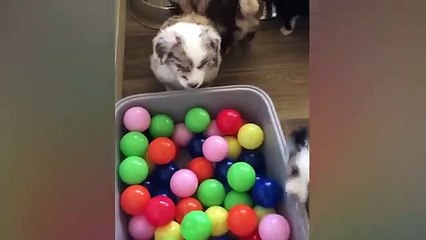 The funniest animals / Fun with cats and dogs 2023