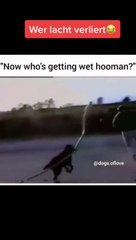 Funny animals! funny animals short video