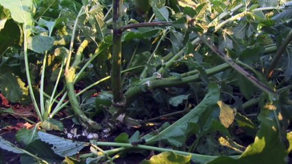 The Harvest (La Cosecha) (2011) | Official Trailer, Full Movie Stream Preview