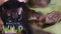 Treating a civet cat with a severed leg | Born to be Wild