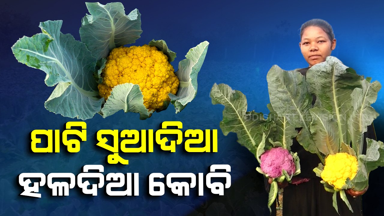 Colourful cauliflowers drawing attention of consumers, Baripada farmer earns good profit