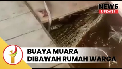 Seekor Buaya di Bawah Rumah Panggung Milik Warga di Pekanbaru
