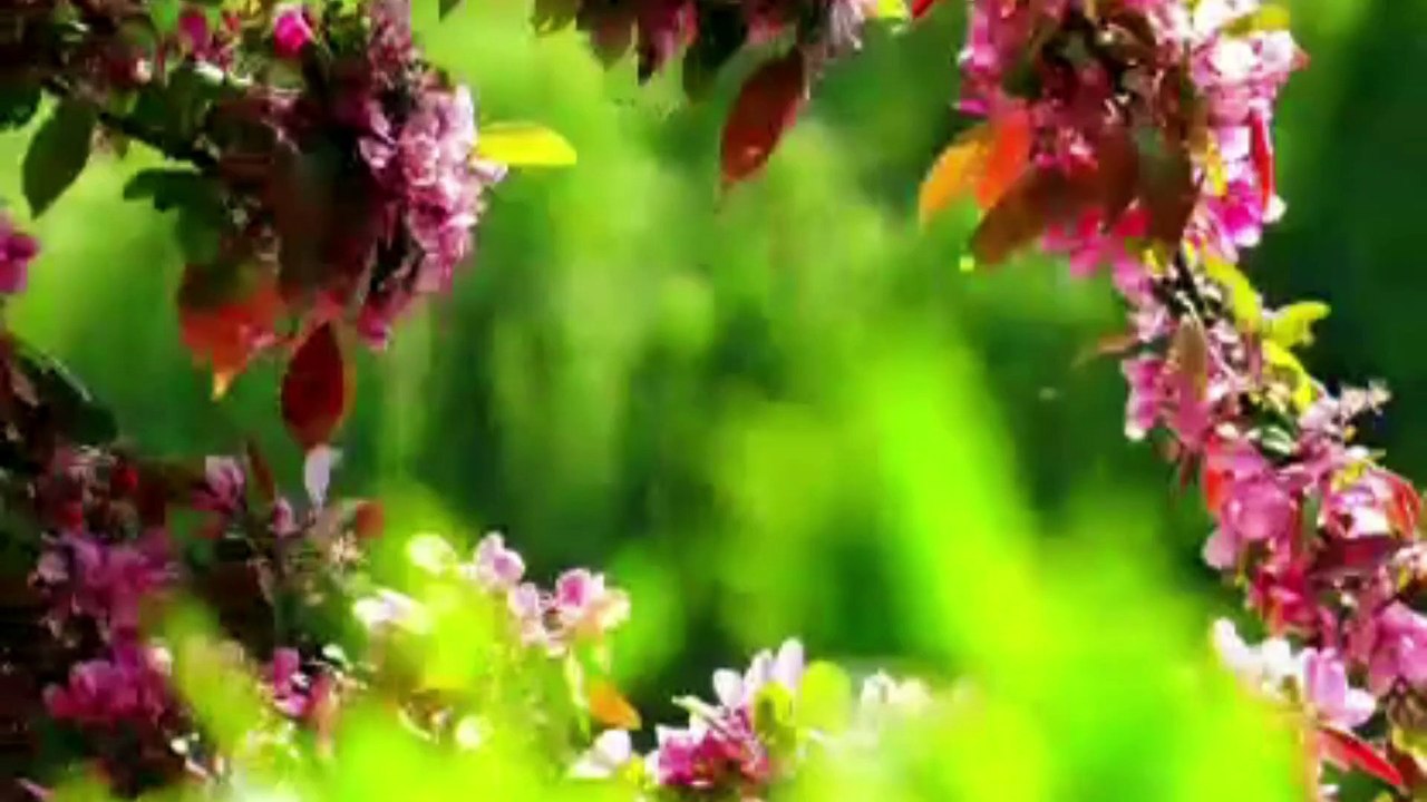 Meditation Relaxing Music video with beautiful nature image | Piano Music | Sleeping Music | Stress free Music