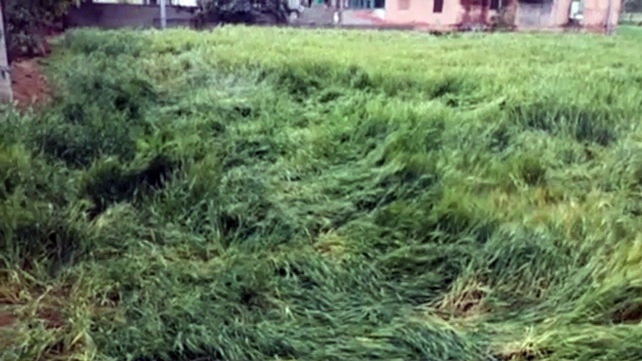 रातभर बरसी मावठ, गिरे चने आकार के ओले, गेहूं- जौ की फसल गिरी आड़ी