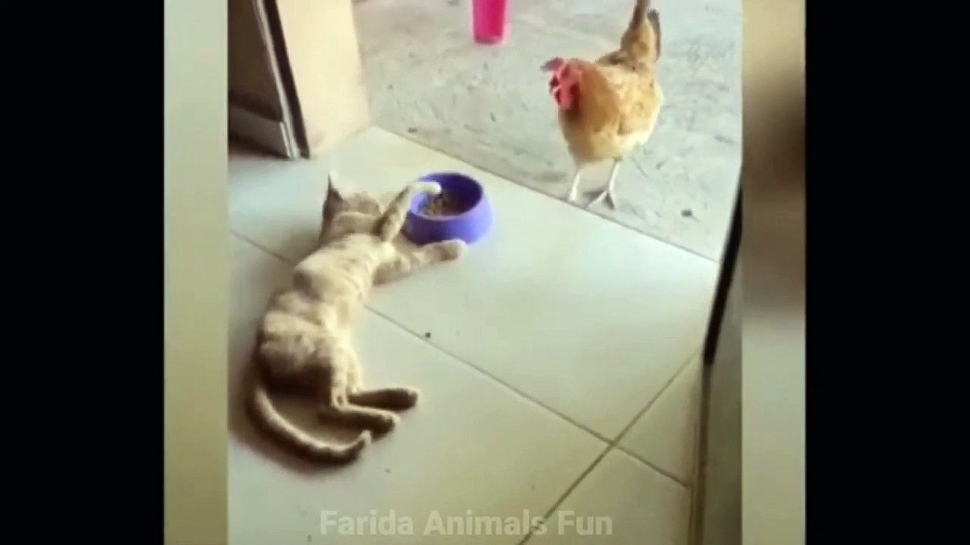 ⁣Funny Pets Animals video__Funny Animals video