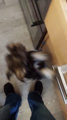 Minature Schnauzer Life. it must be breakfast time