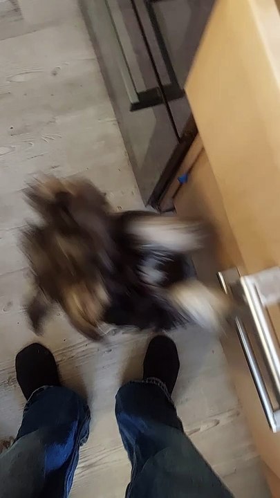 Minature Schnauzer Life. it must be breakfast time