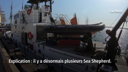 Pourquoi Sea Shepherd se retrouve en eaux troubles