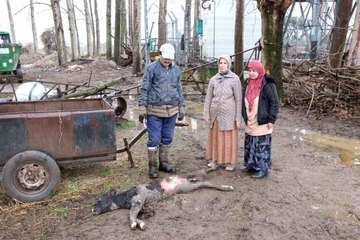 Buzağısının sokak köpekleri tarafından parçalandığını iddia etti