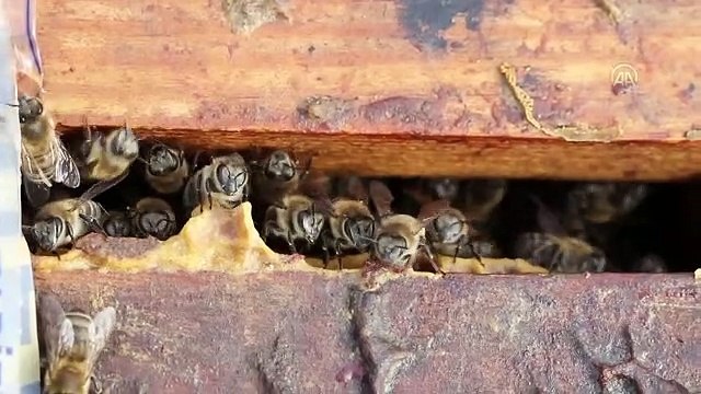 Küresel iklim değişikliği bal arılarının ömrünü kısaltıyor