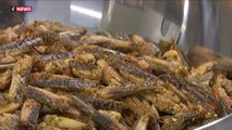 Des insectes bientôt dans nos assiettes ?