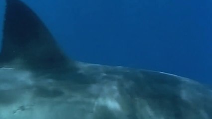 Baywatch (2017) - The Big Boy Competition Scene (2/10) | Movieclips