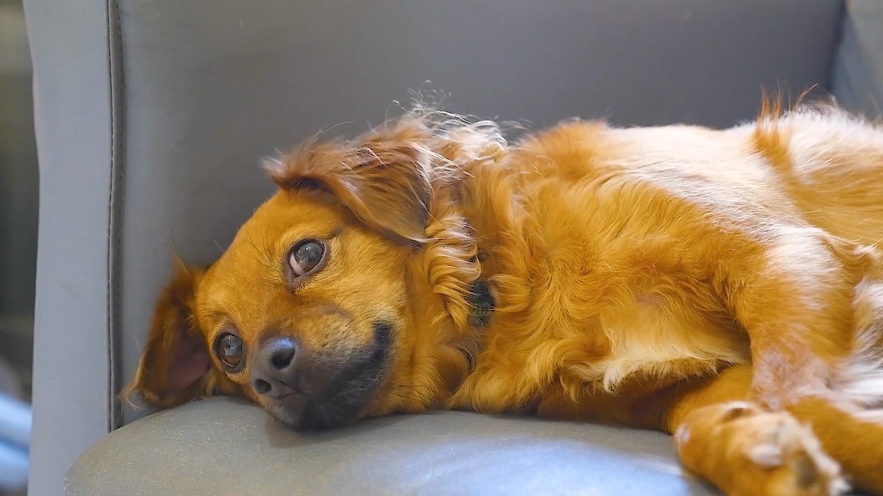 What Are Your Dog’s ‘Zoomies’ and How to Keep Them Safe video Dailymotion