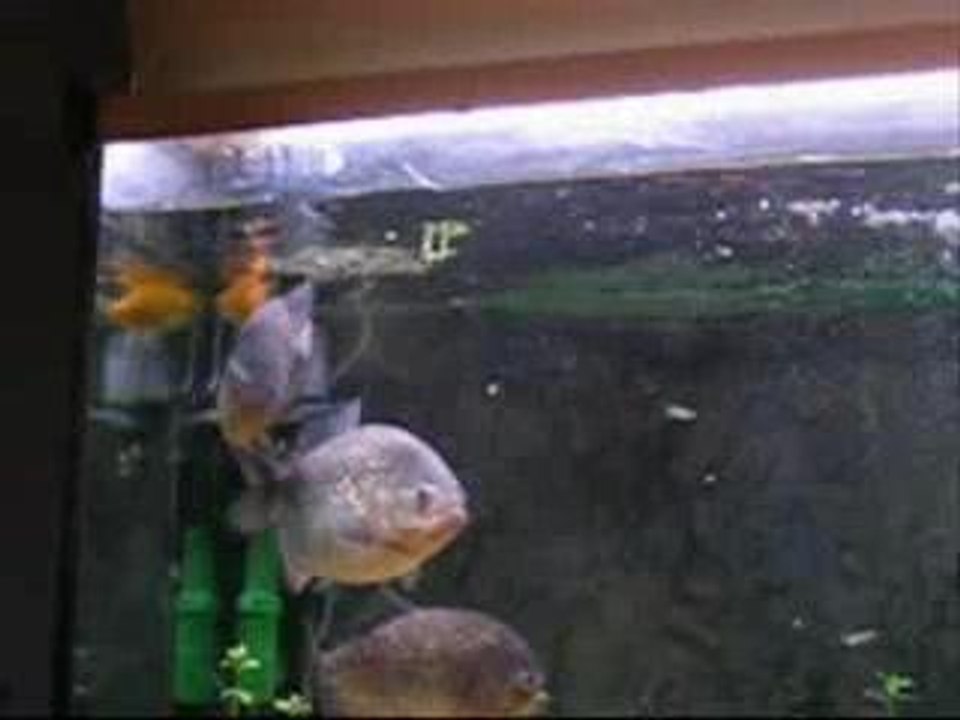 Piranhas VS Poisson Rouge