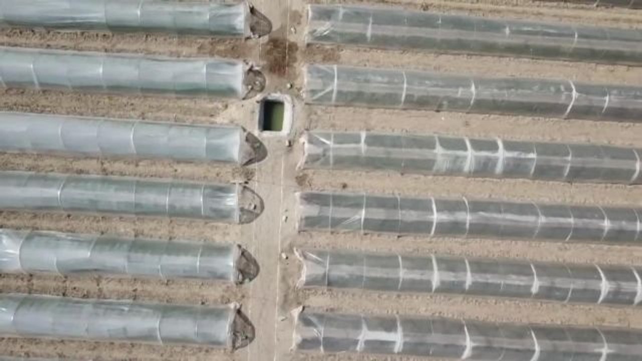 Pakistan-Çin Kırmızı Biber Projesi Pakistan'da Tarıma Destek Olacak