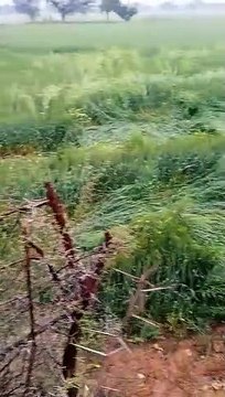 ओलावृष्टि से फसलें हुई चौपट, इतना हुआ खराबा