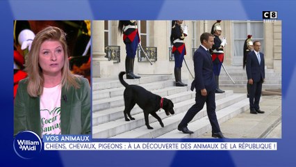 Vos animaux : Chiens, chevaux, pigeons : à la découverte des animaux de la république !