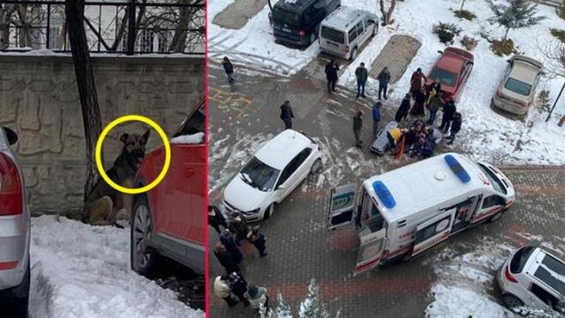 Yine sokak köpeği dehşeti! Saldırdığı çocuğu boynundan ağır şekilde yaraladı