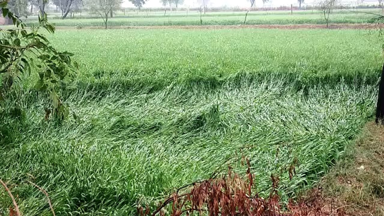 सरकार गिरदावरी करवाकर फसल खराबे का शीघ्र व समय...