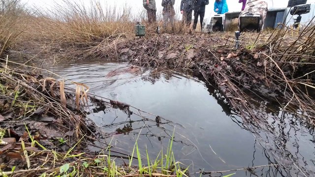 Family of seven beavers being released at Loch Lomond National Nature Reserve