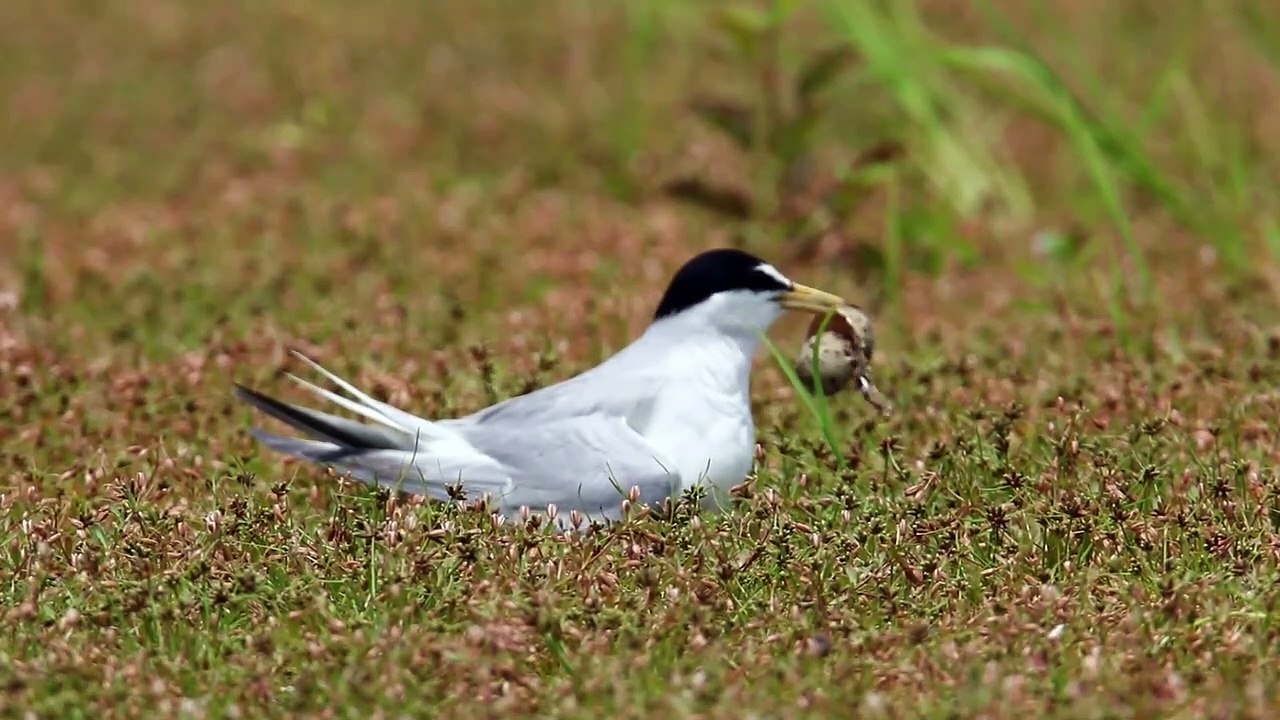 Little tern bird with baby....| What do little |   How long do little terns live  eat |