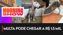 Lei proíbe tatuagem e piercing em cães e gatos em Goiás