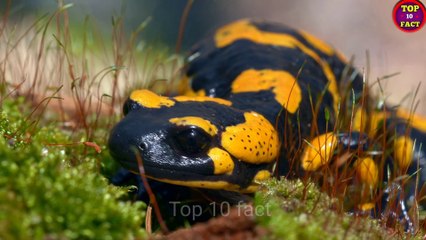 এই জীবগুলো মারা যাওয়ার পরেও জীবিত থাকে | Animal Who Can Live After Death