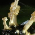 Cordyceps : que sait-on du champignon qui transforme les humains en zombies dans la série 