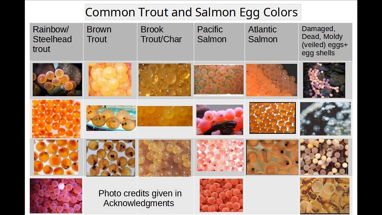 Tying Anchor Egg Flies- The Cross-Eyed Egg and its Close Cousin, the Four-Eyes E_HD