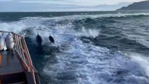 Dolphins swim alongside RNLI boat off coast of Northern Ireland