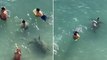 Massive turtle approaches oblivious family swimming in Hawaii shallows