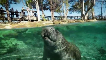 What Exactly Are Sea Cows?