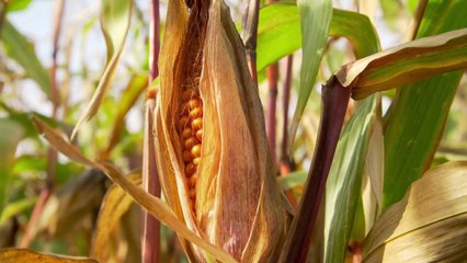 Crolla la produzione italiana di mais