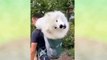 Funniest Cat And Dog video __Funny Cats And Dogs Compilation