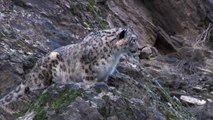 Mountain Goat Tossing Snow Leopard Falls Down From Cliff To Escape - Even The Mighty Can Falter_2