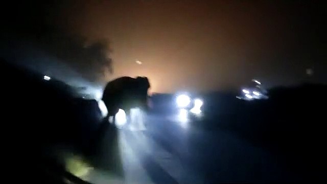 VID-20230128-WA0004elefents