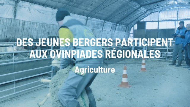 Des jeunes bergers champenois participent aux ovinpiades régionales