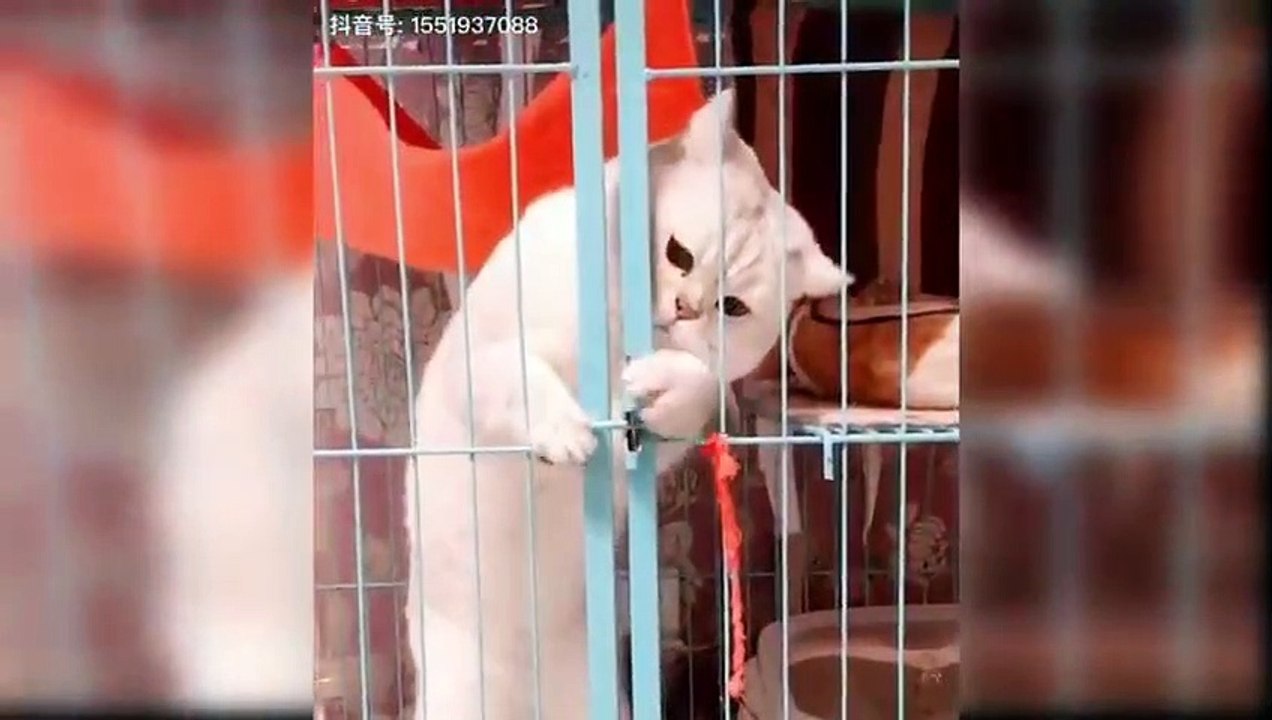 Baby Cats - Cute and Funny Cat Videos Compilation  - Aww Animals