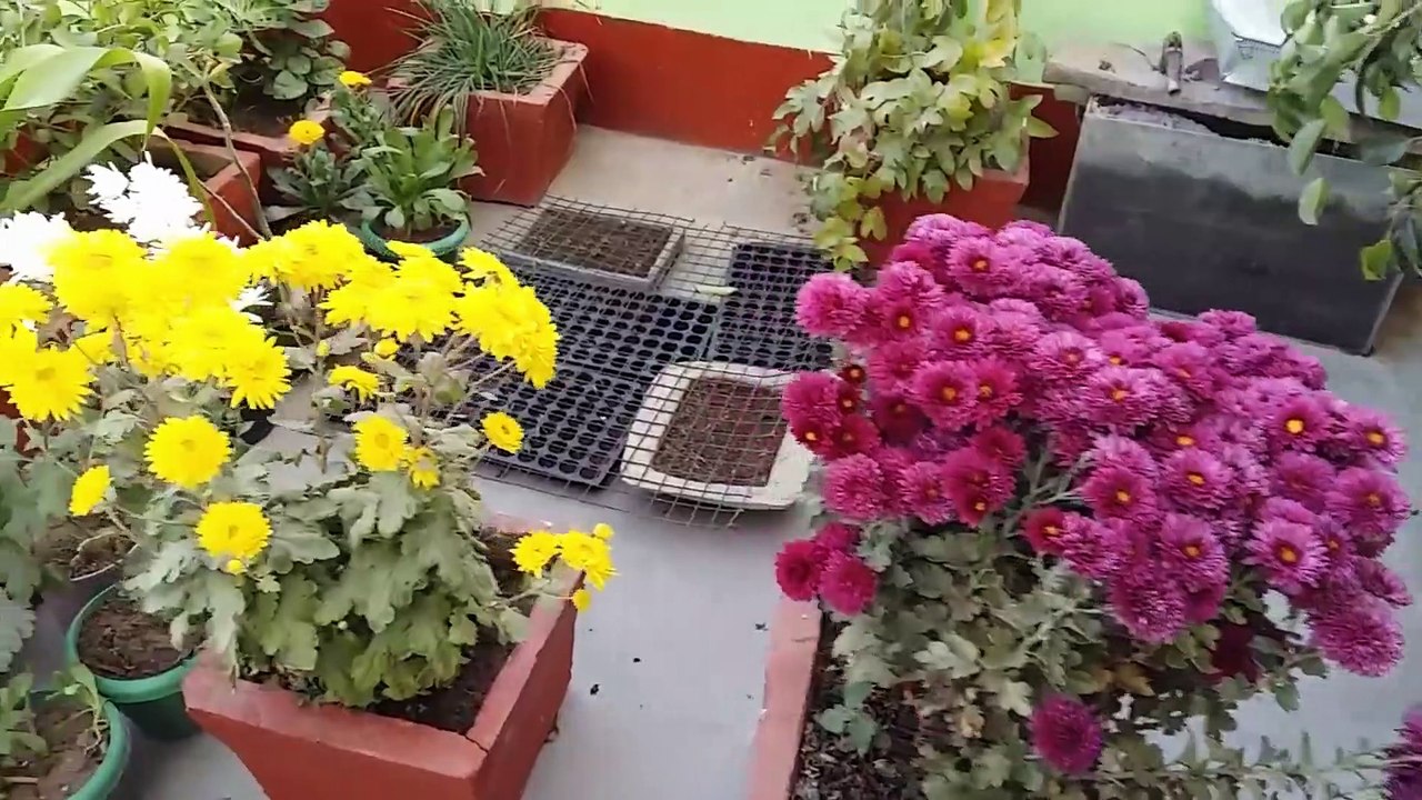 Chrysanthemum Plant Care Tips Grow Healthy Chrysanthemums in Pots
